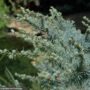 Cedar – Blue Atlas Horstmann – #10 Container